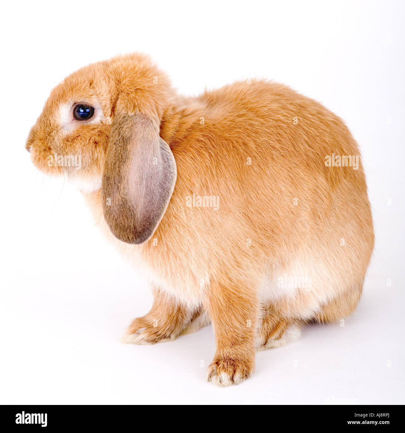 Domestic rabbit brown bunny Cut Out Stock Images & Pictures - Alamy