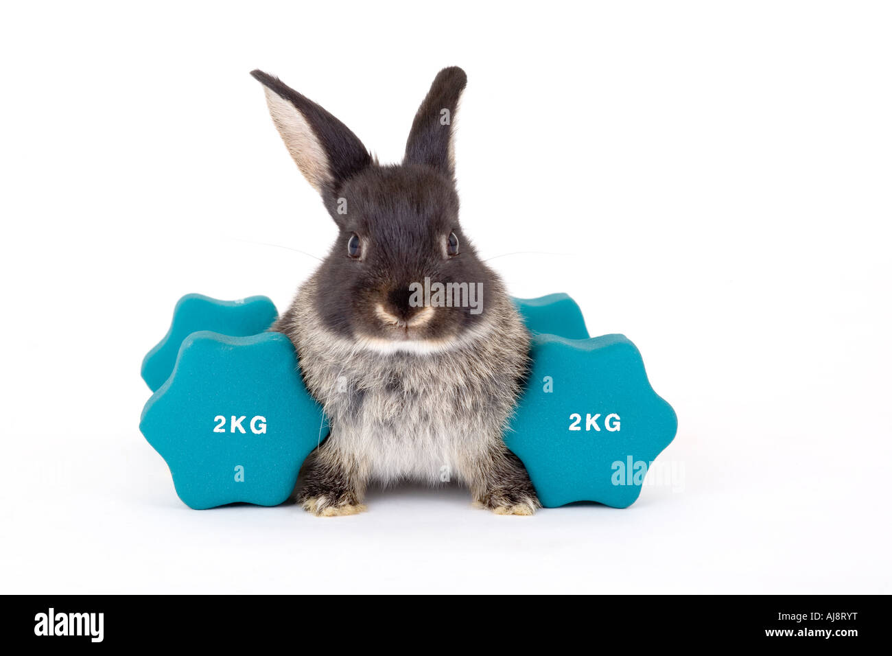 Весы кролик какие. Фитнес кролик. Кролик с гантелей. Кролик с весами. Весы зайчики.