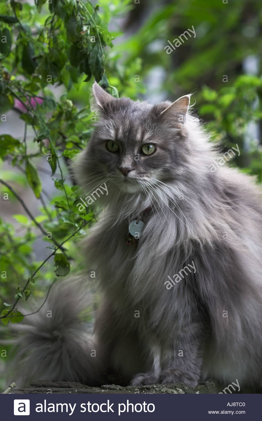 Grey Maine Coon Cat Stock Photo Alamy Grey Maine Coon Cat Stock Photo Alamy