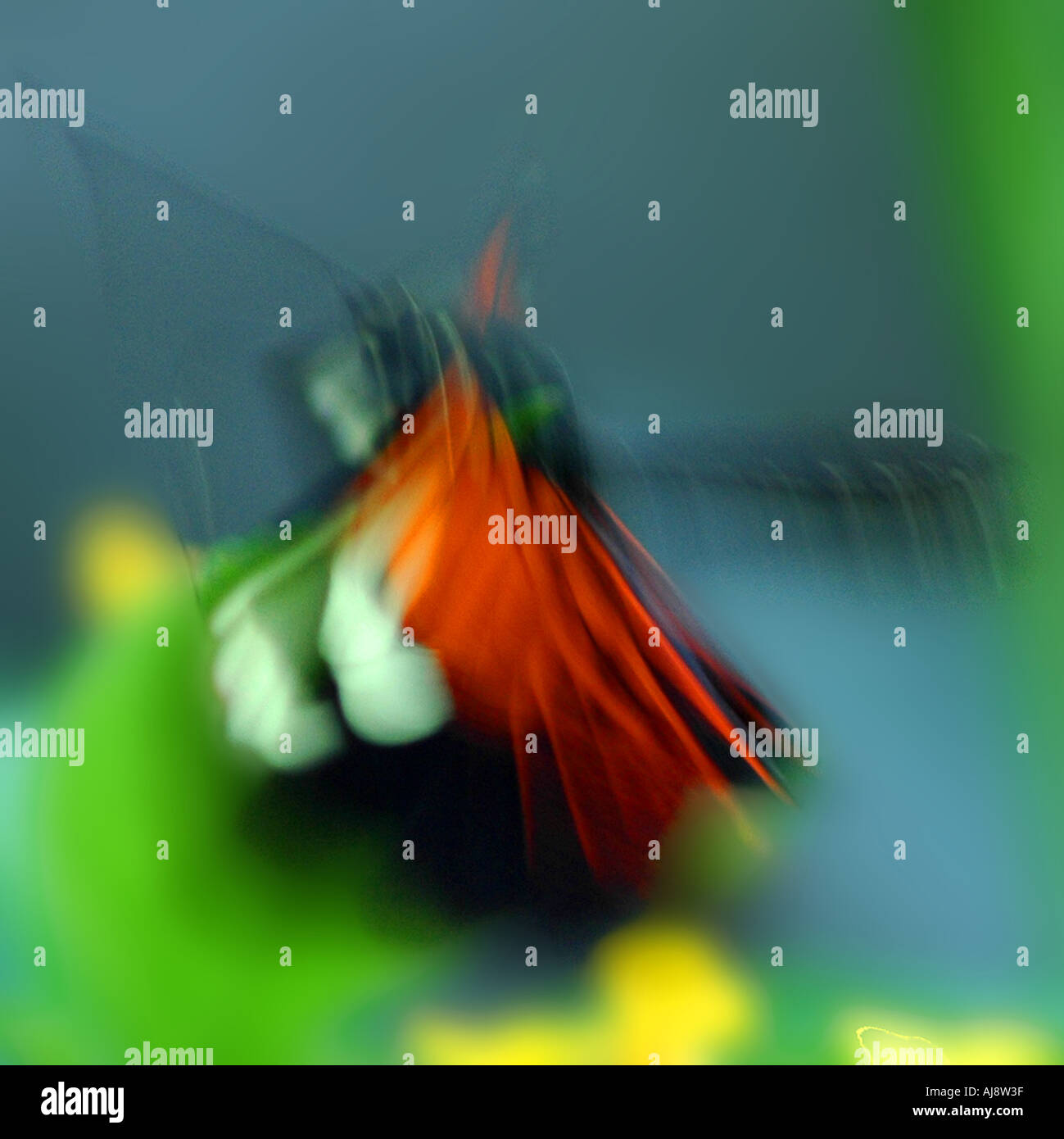 Butterfly flying motion hires stock photography and images Alamy