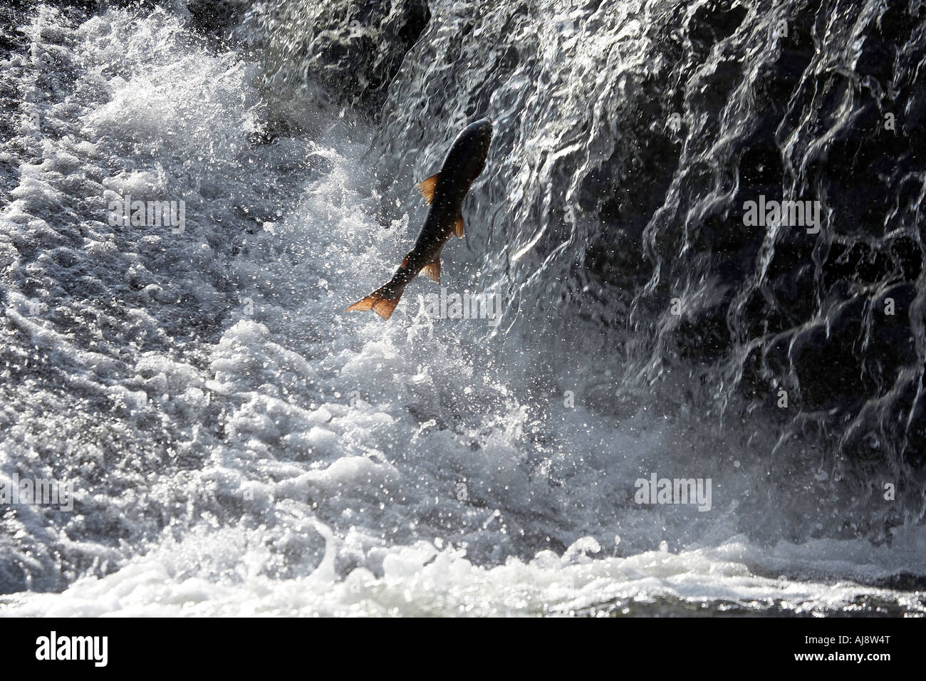 Atlantic Salmon Salmo salar leaping at the Ettrick water weir Philiphaugh scotland UK Stock Photo