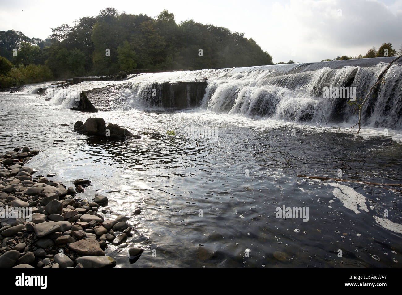 The Salmon leap waterfall on the ettrick water Philiphaugh Scotland UK Stock Photo Alamy
