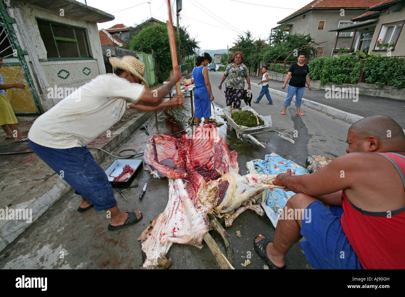 Slaughtering a cow on the street Stock Photo