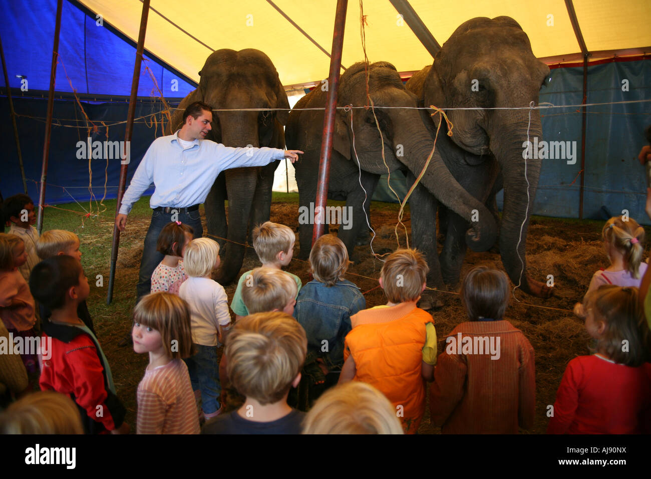 Circus trainer taking care of the elephants Stock Photo