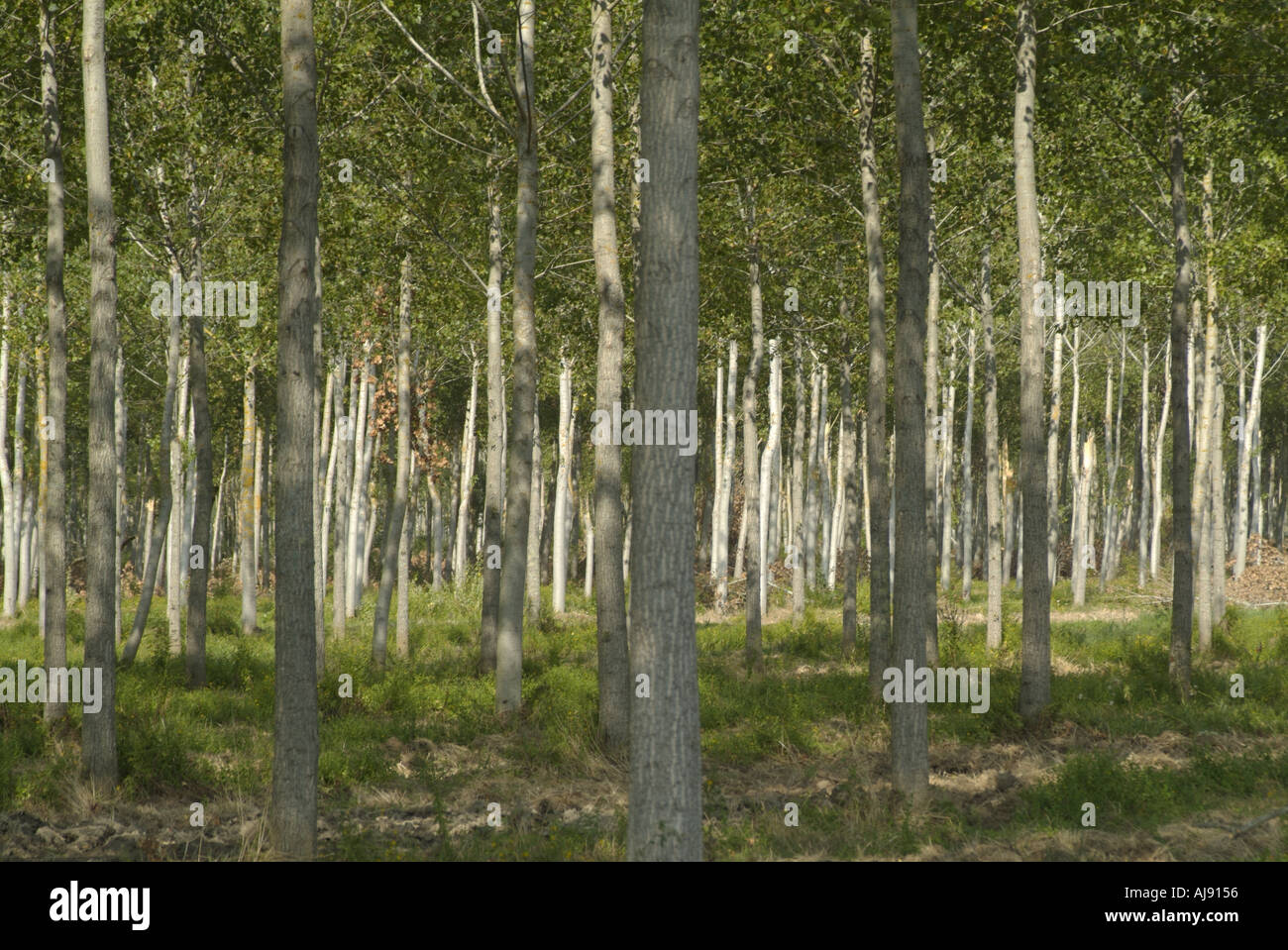 Poplar trees and france hi-res stock photography and images - Alamy