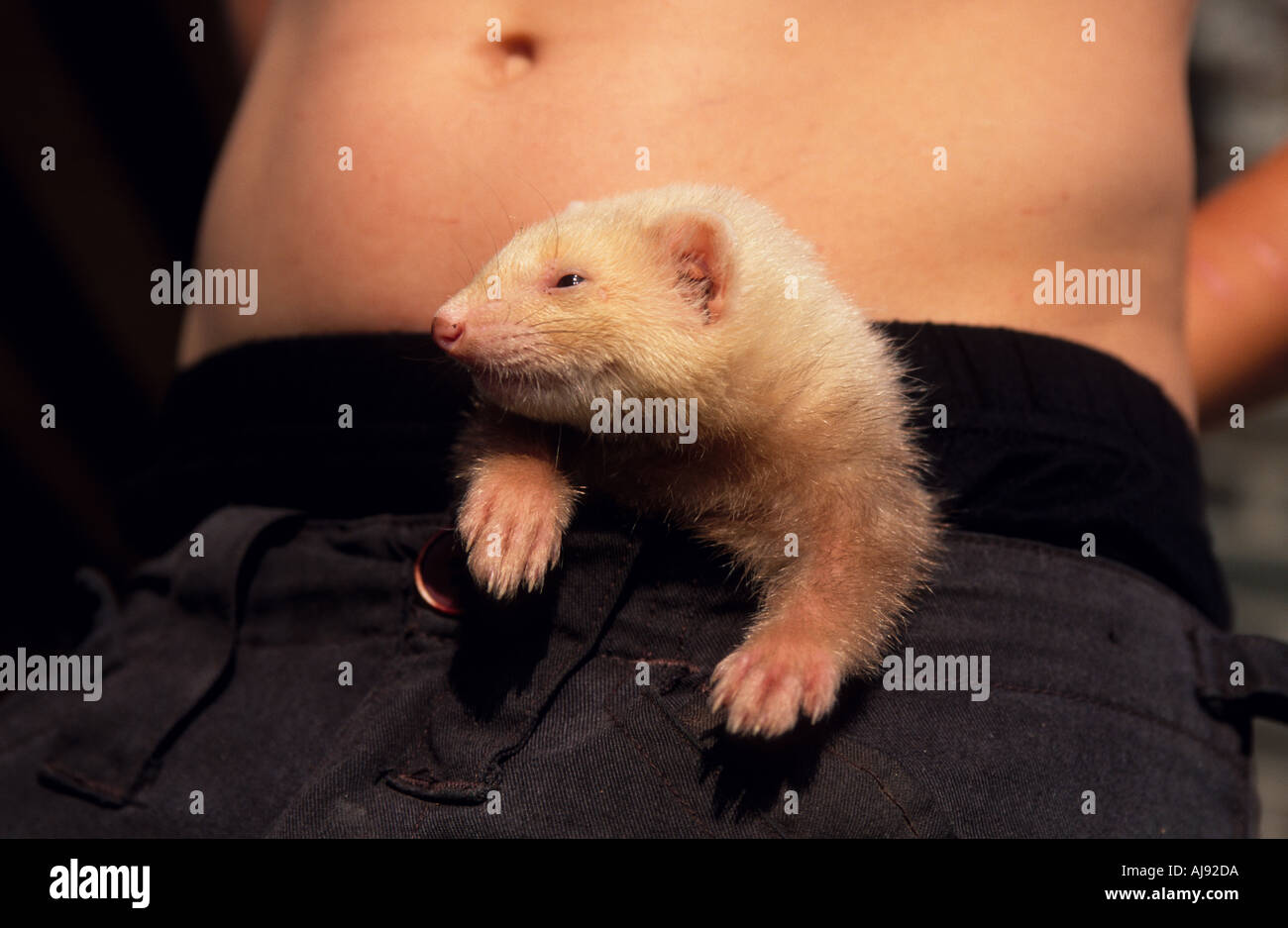 Ferret trousers hi-res stock photography and images - Alamy