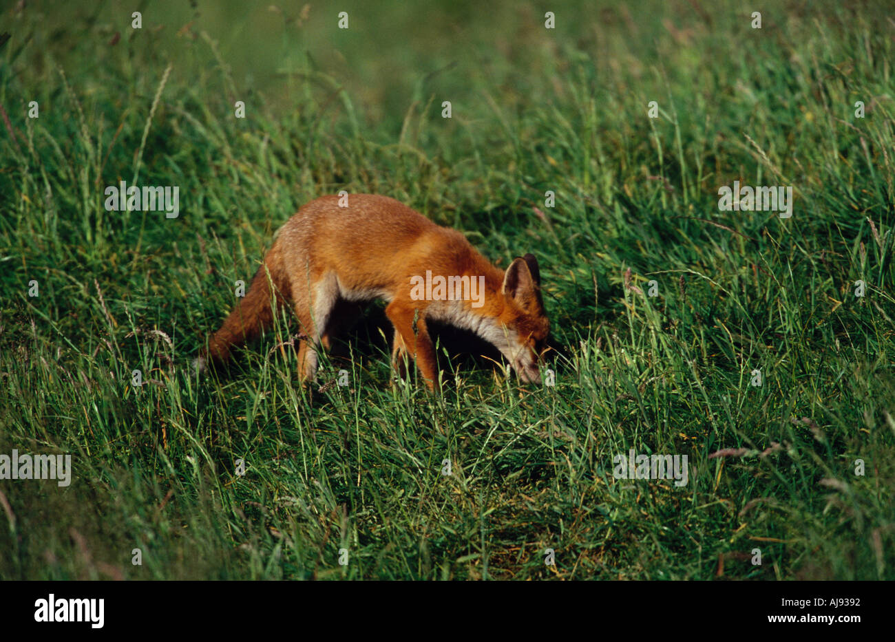 RED FOX CUB HUNTING VOLES UK Stock Photo - Alamy