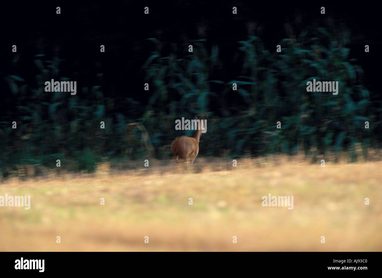 Roe deer doe stubble hi-res stock photography and images - Alamy