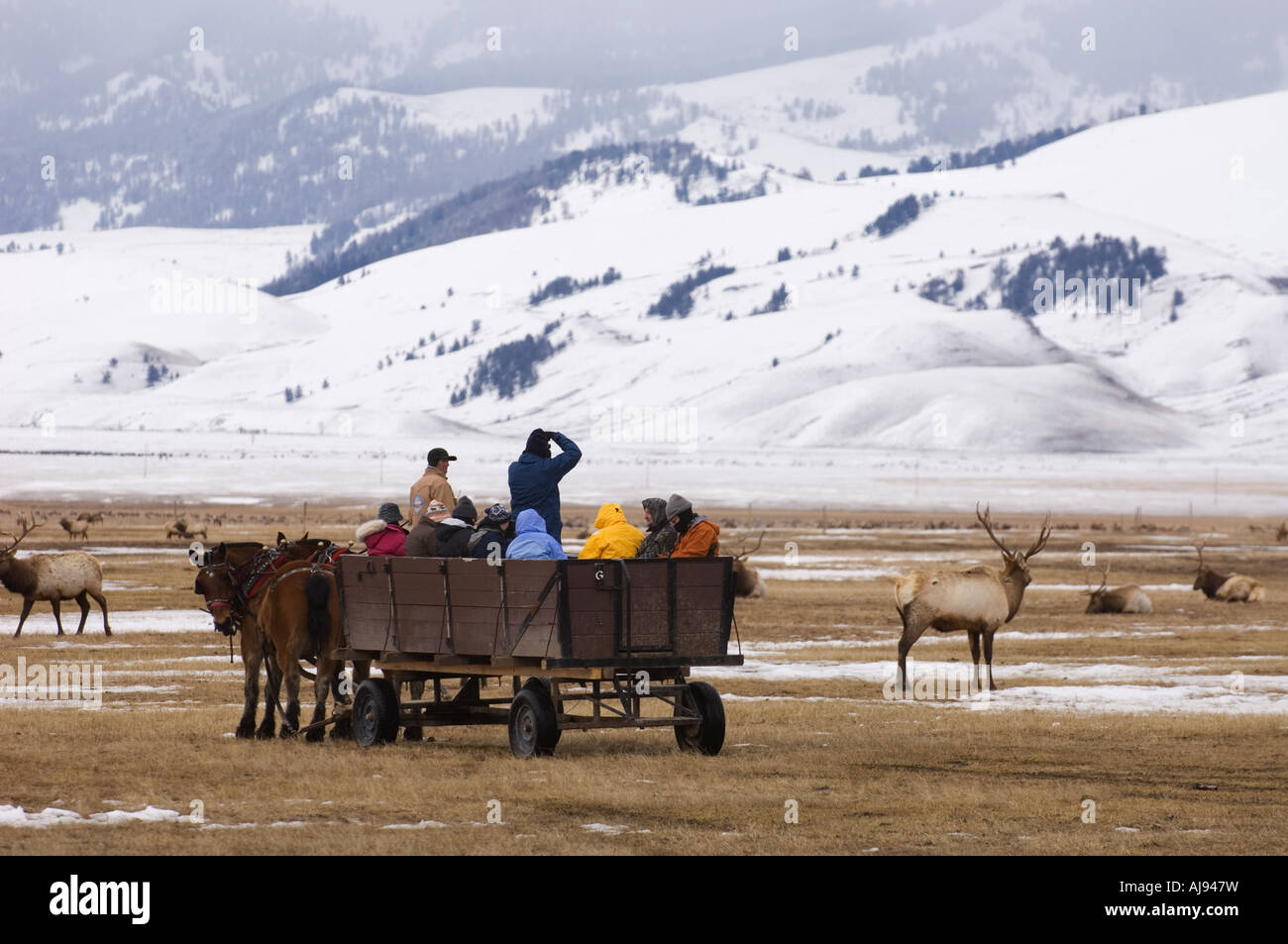 National elk refuge Stock Photo
