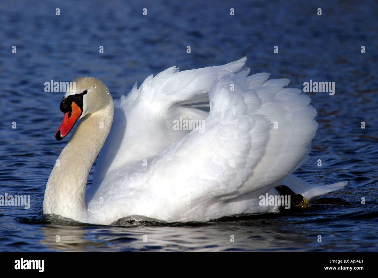 Swan wings up Stock Photo - Alamy