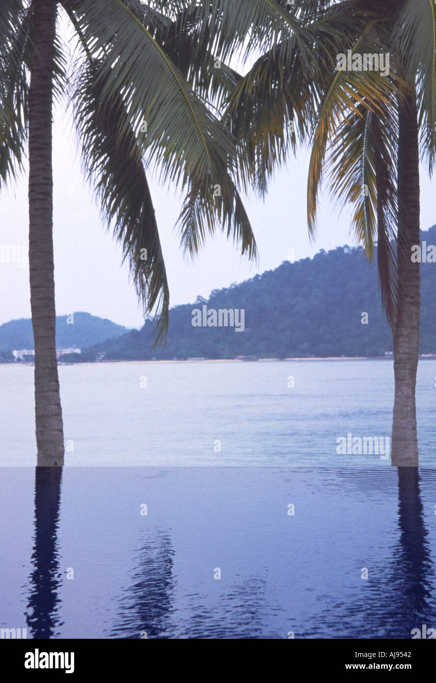 Palm reflecting in a tropical edgeless pool Stock Photo