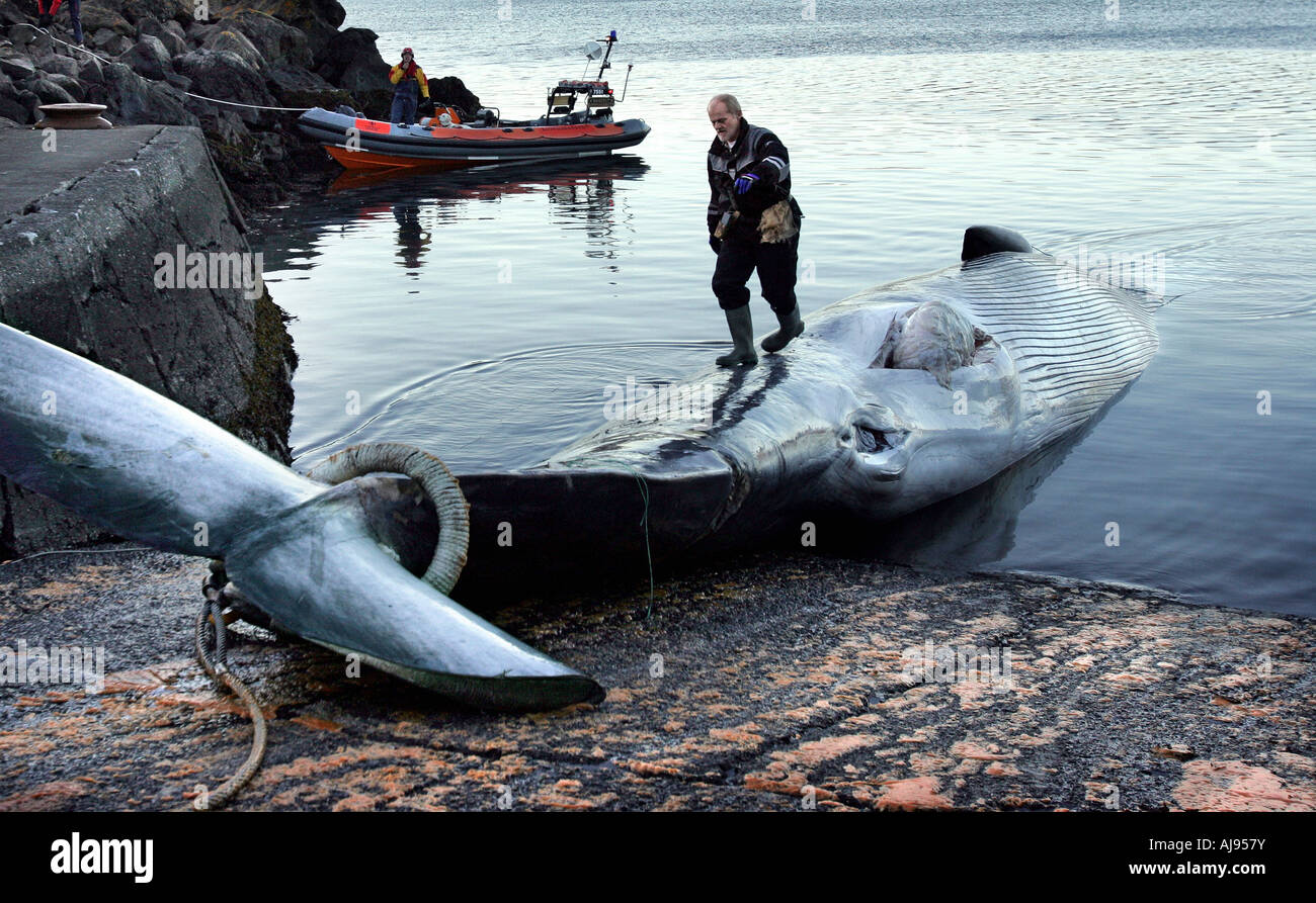 Commercial whaling in Iceland Stock Photo Alamy