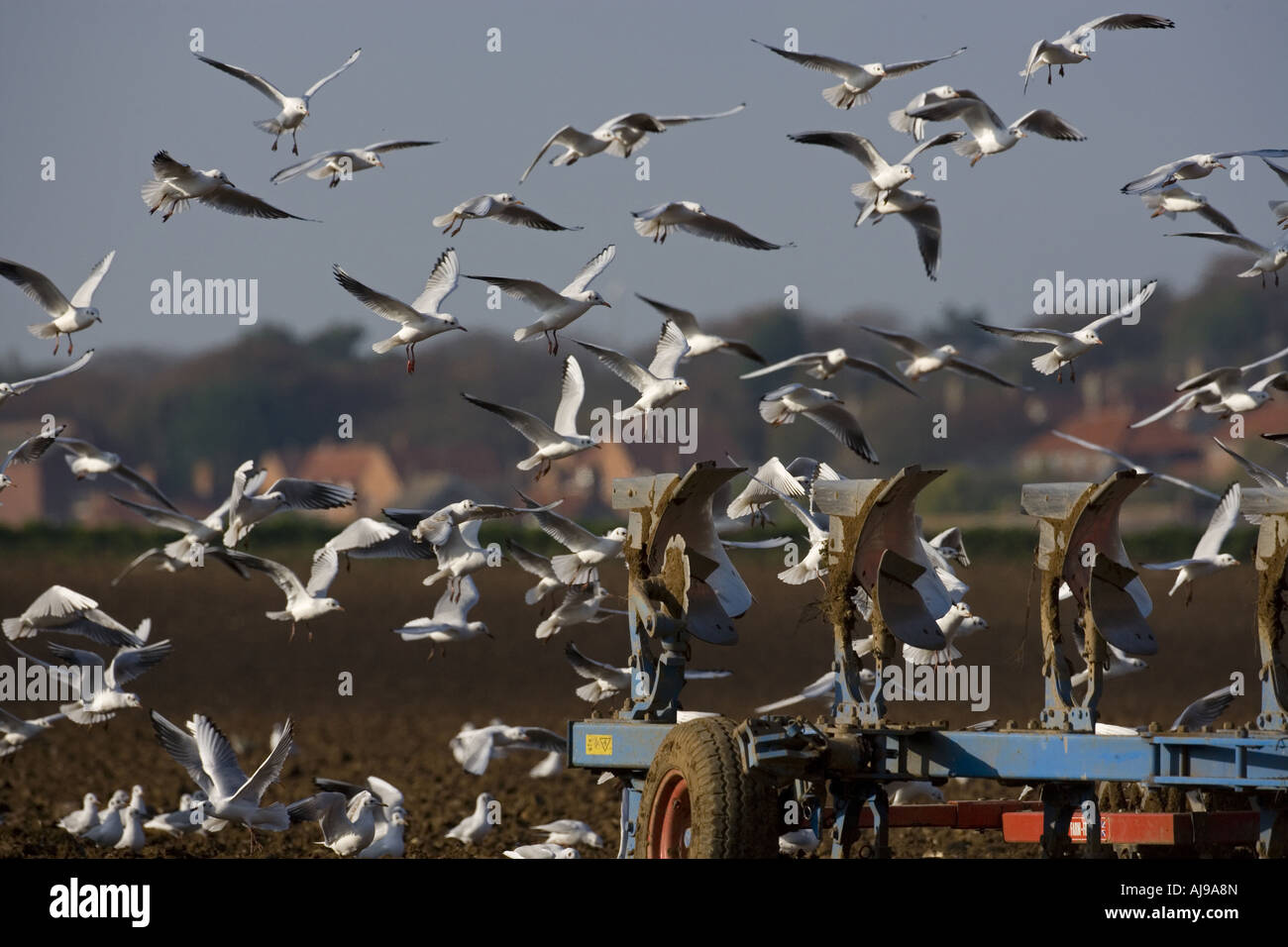 Black-headed gull Larus ridibundus in winter plumage Norfolk coast Stock Photo