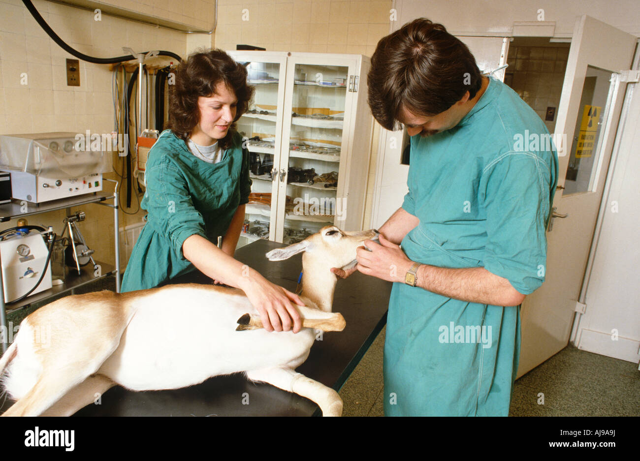 Zoo Vet With Deer Stock Photo Alamy