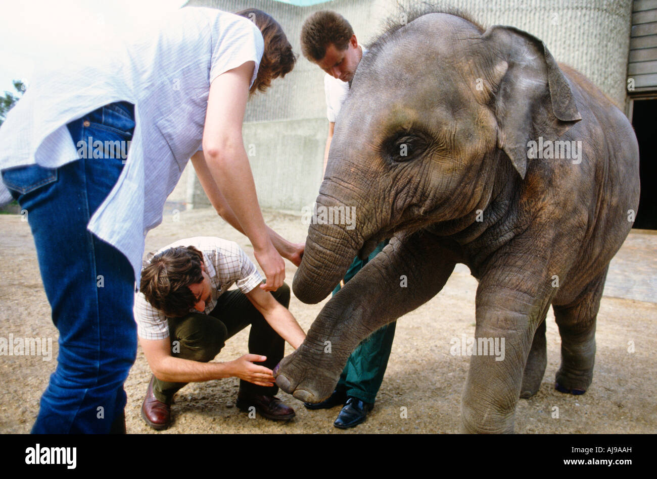 Zoo Vet With Elephant Stock Photo Alamy