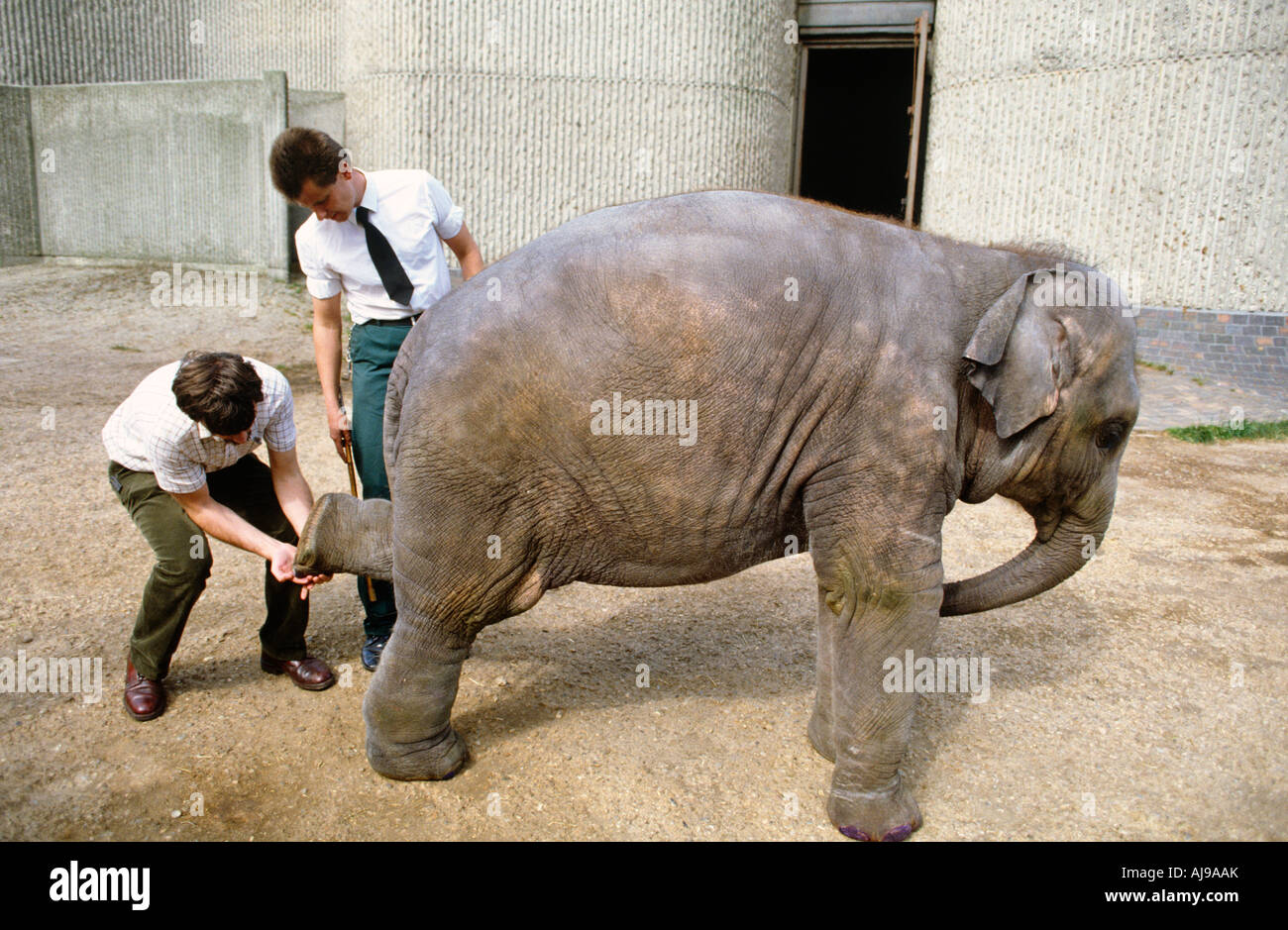 Zoo Vet With Elephant Stock Photo Alamy