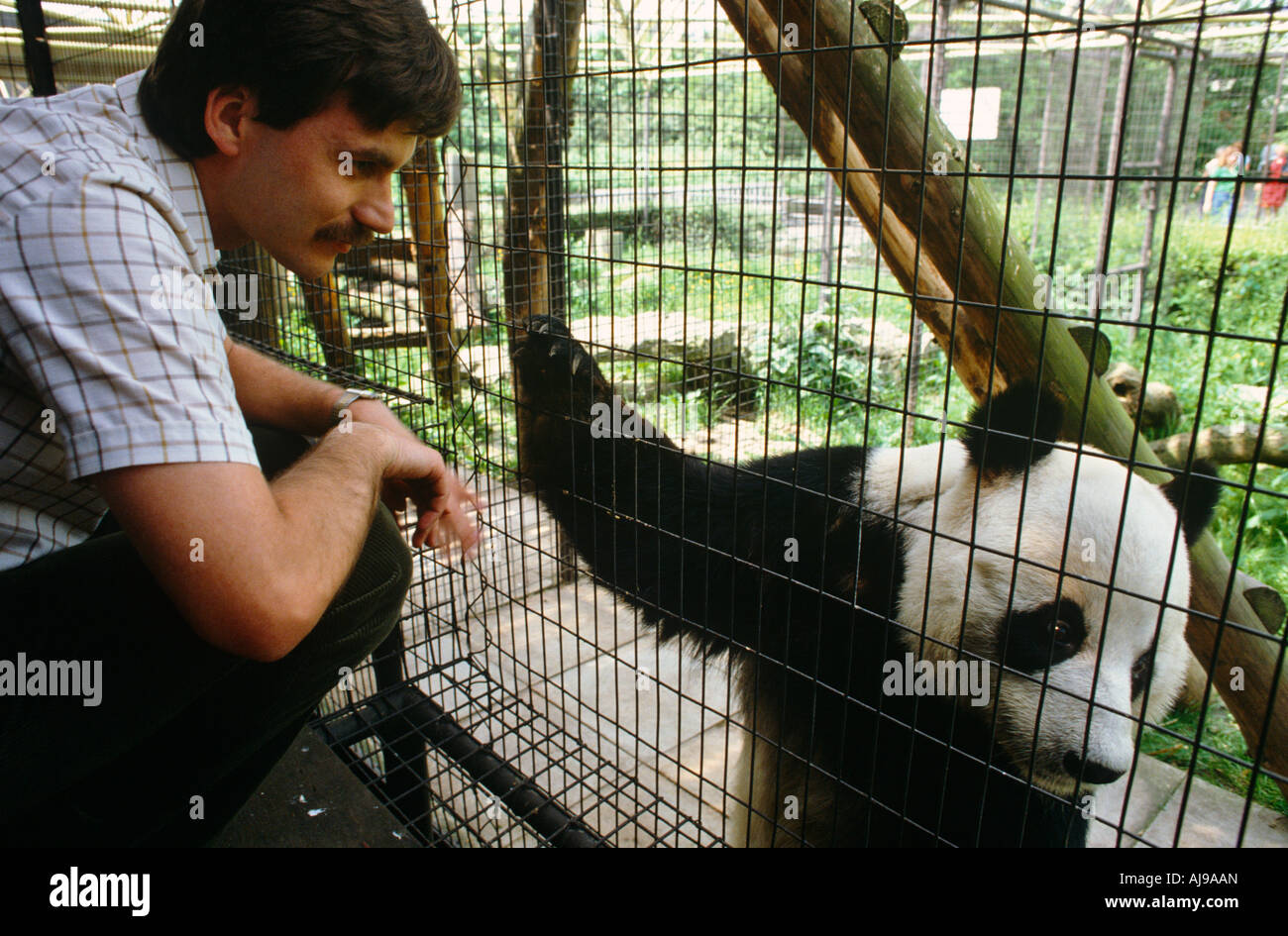 Zoo Vet with Panda Stock Photo Alamy