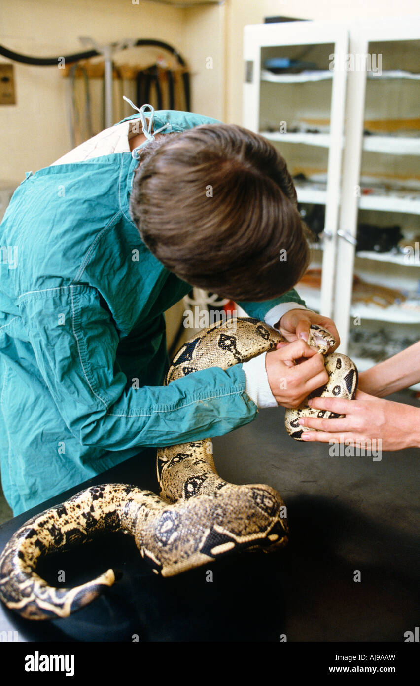 Zoo Vet With Snake Stock Photo Alamy