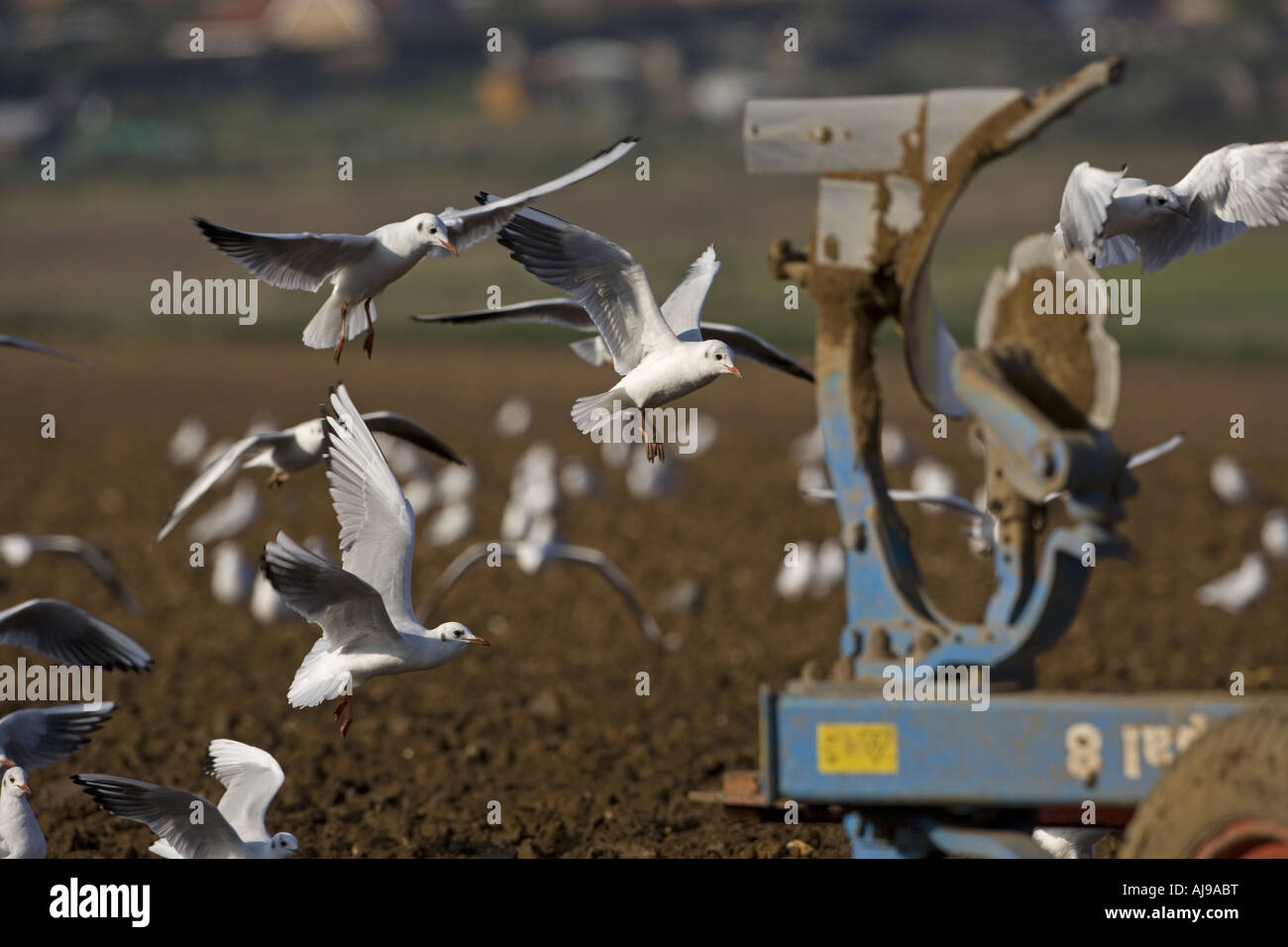 Black Headed Gulls Larus ridibundus following the Plough Stock Photo