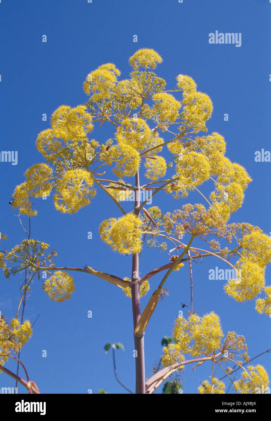 Yellow flowers of fennel plant Stock Photo Alamy