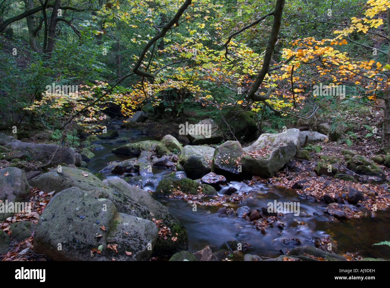 Tree By Stream Fall Flowing water trees leaves hi-res stock photography and images - Alamy