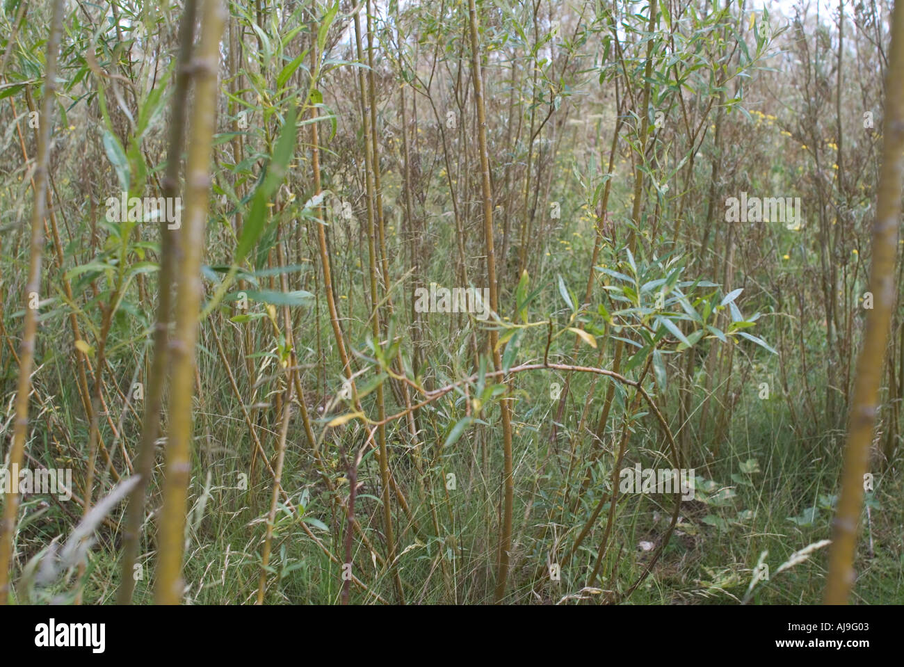 willow short rotation coppice willow short rotation coppice