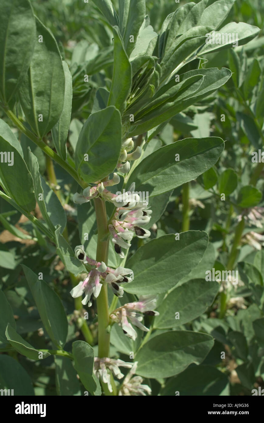 Field Beans Leguminosae growing as a crop in the Uk on the Yorkshire