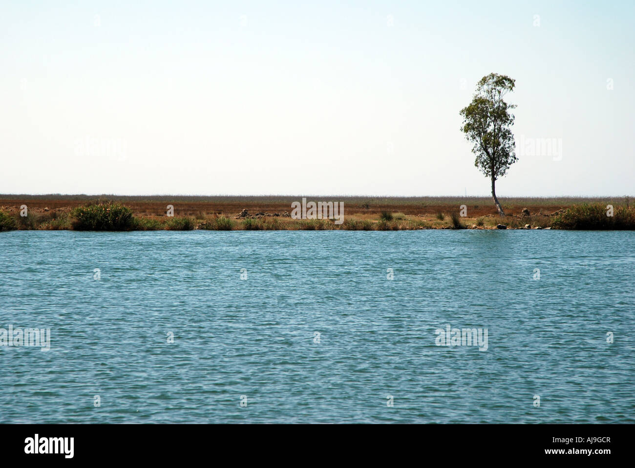 Lonely Riverside A lonely tree on the riverside of Dalyan in Turkey Stock Photo - Alamy