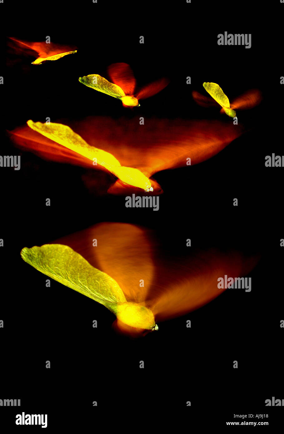 sycamore seeds Stock Photo Alamy