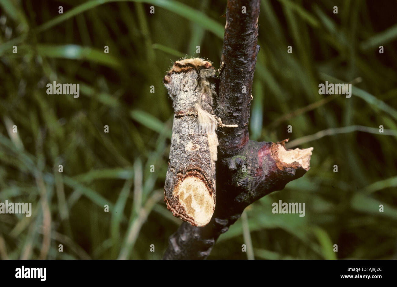 Moth Buff tip phalera bucephala at rest on birch twig Stock Photo