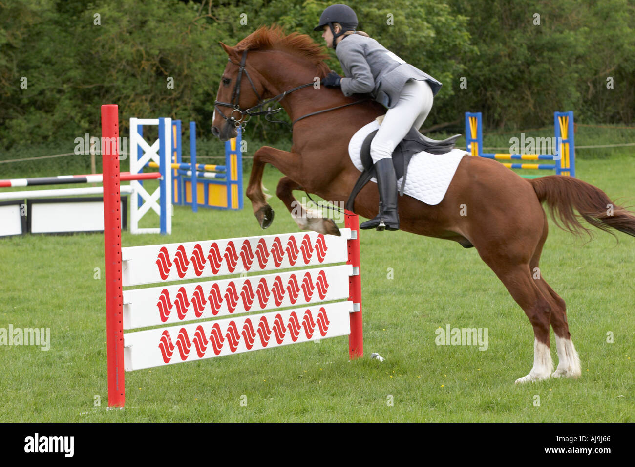 Horse jumping a gate Stock Photo - Alamy