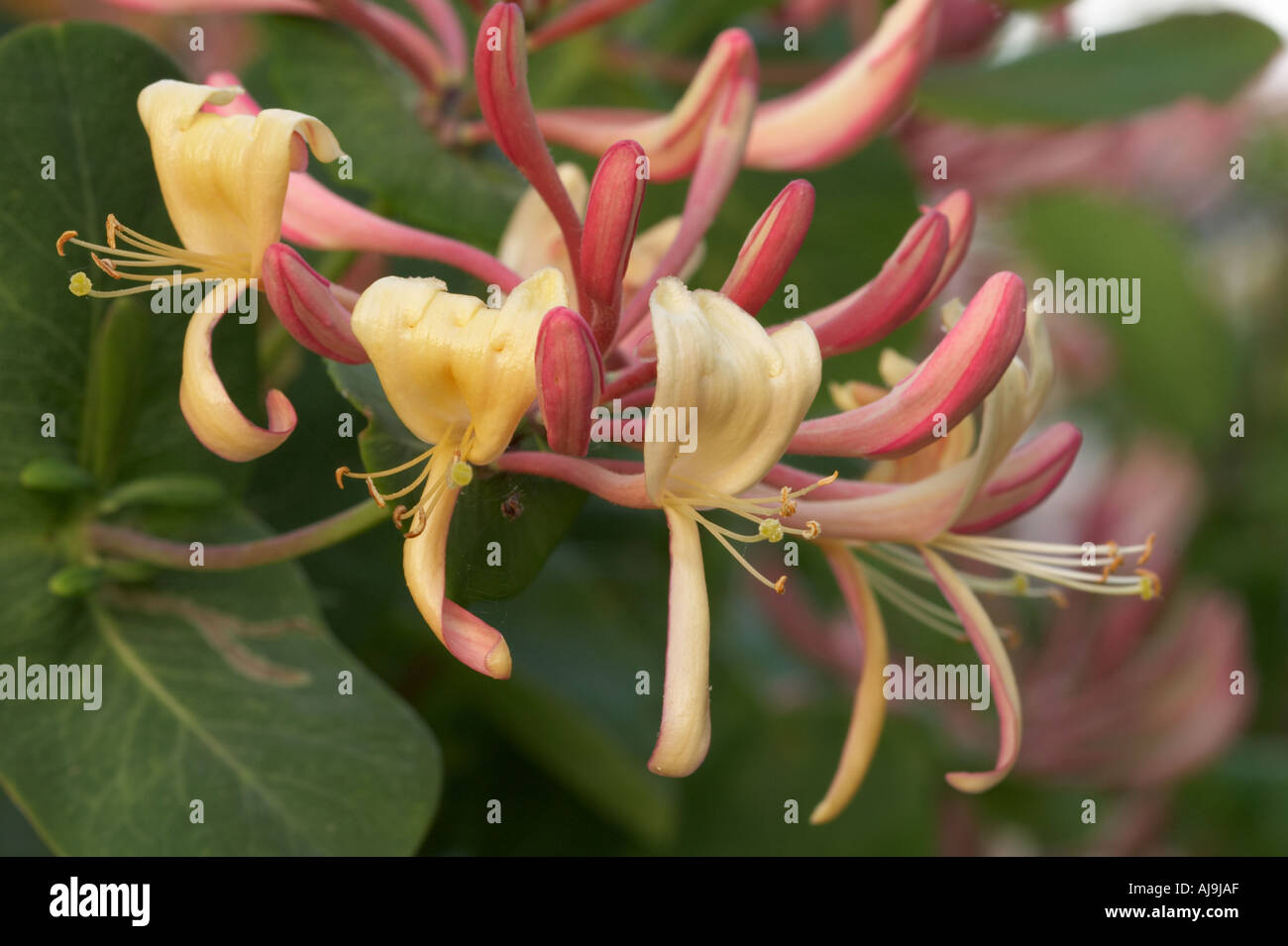 Yellow trumpet honeysuckle hires stock photography and images Alamy