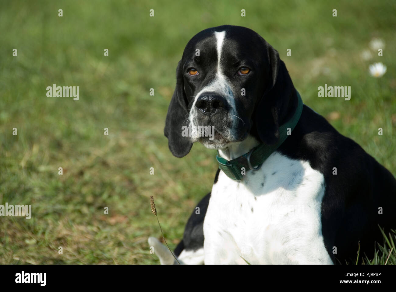 Pedigree black white english pointer hires stock photography and