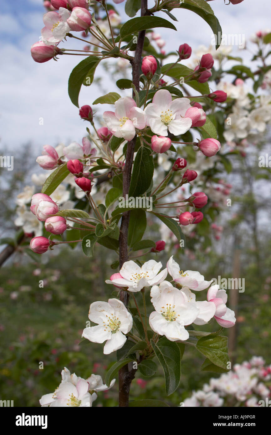 Fruit Tree Blossoms Stock Photo Alamy