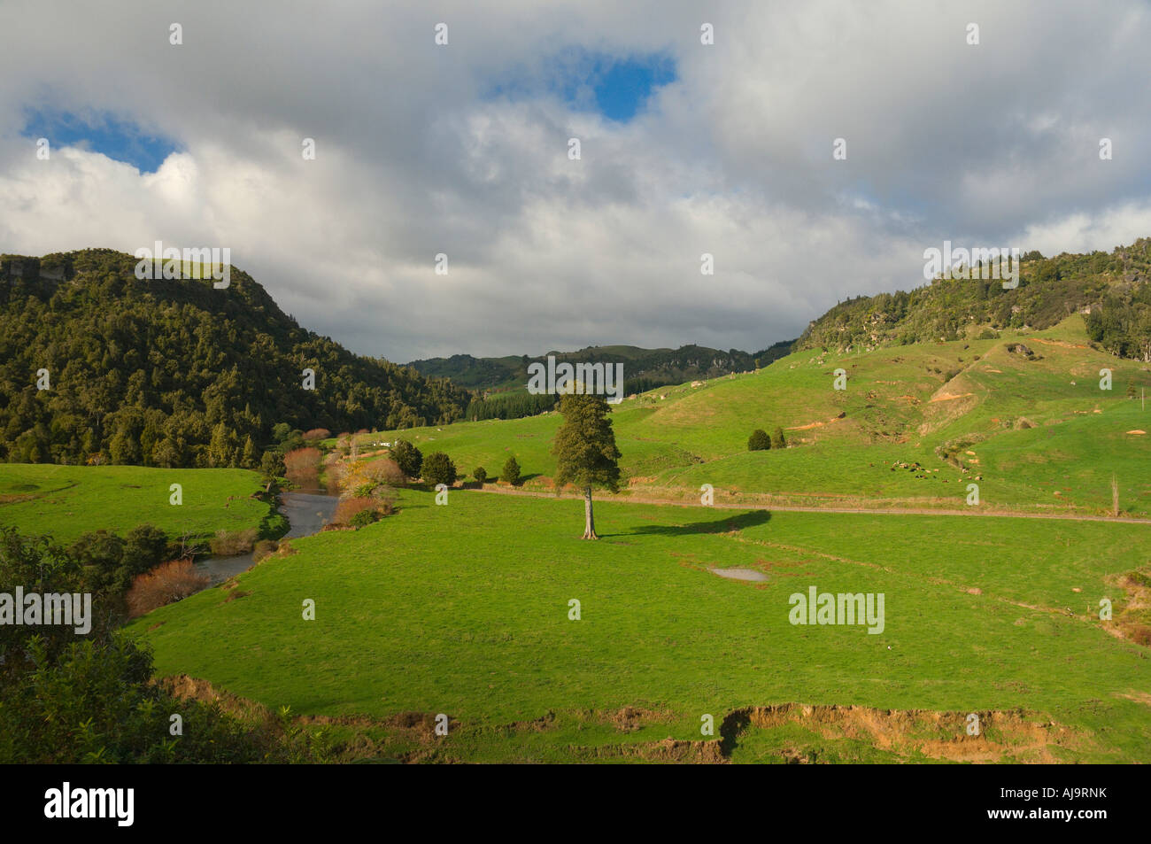 Farmland, King Country, North Island, New Zealand Stock Photo