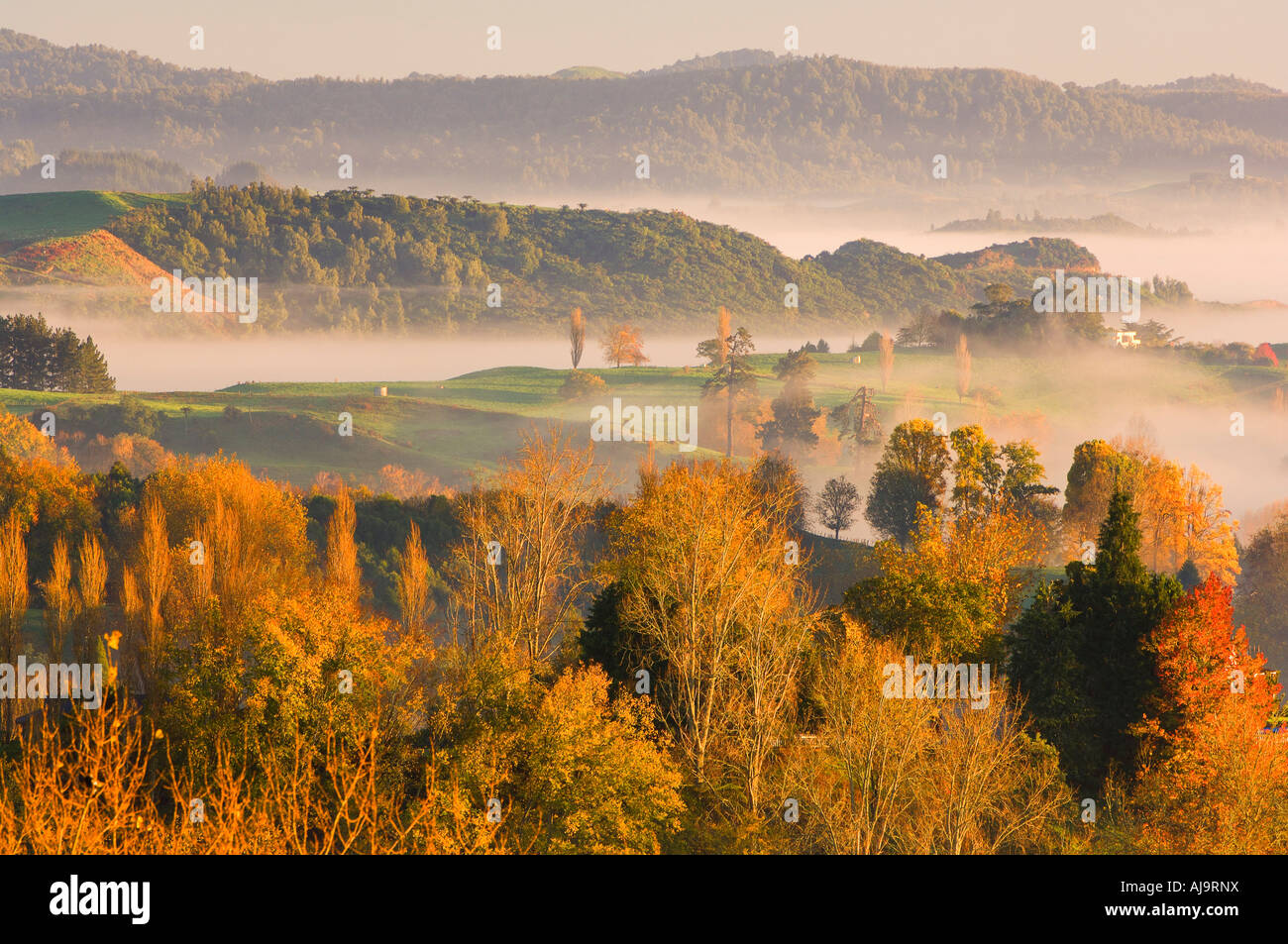 Farmland, Te Kuiti Township, North Island, New Zealand Stock Photo Alamy