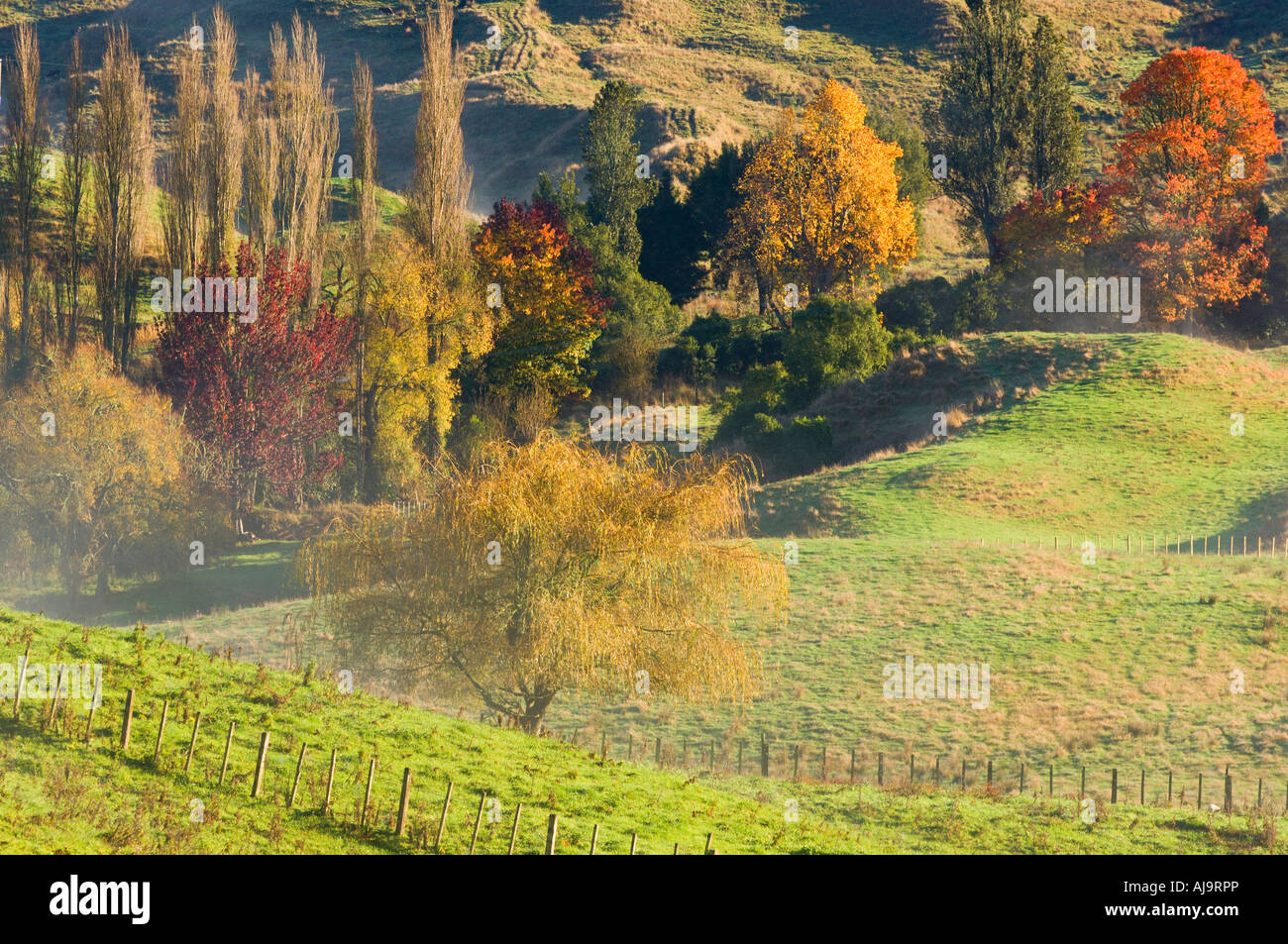 Te kuiti hires stock photography and images Alamy