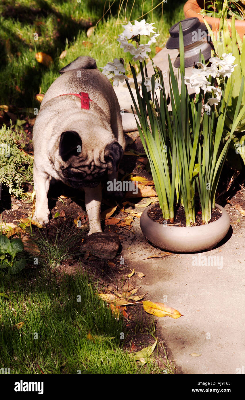 Pug dog playing in the garden Stock Photo