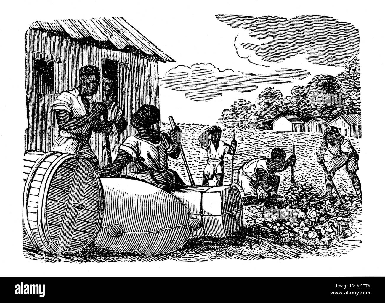 Slaves working on a tobacco plantation, 1833. Artist: Anon Stock Photo