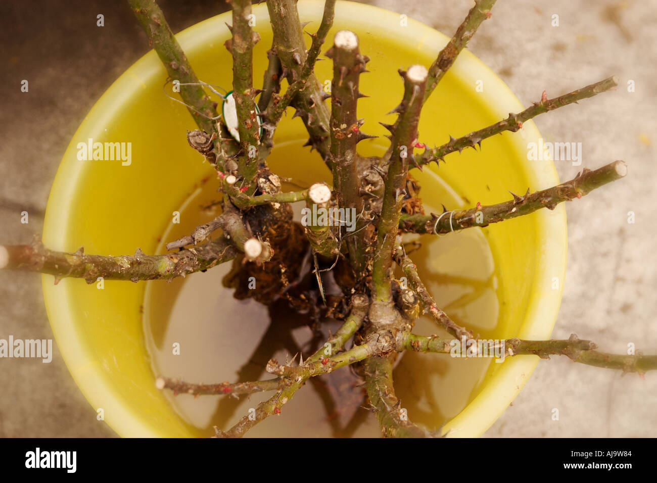 Bare root rose bushes Rosa Floribunda soaking before being planted