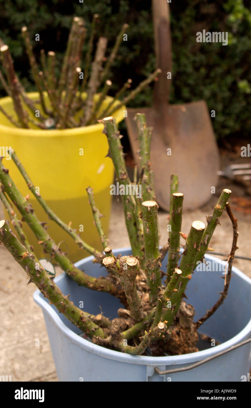 Bare root roses Rosa Floribunda soaking before being planted Stock