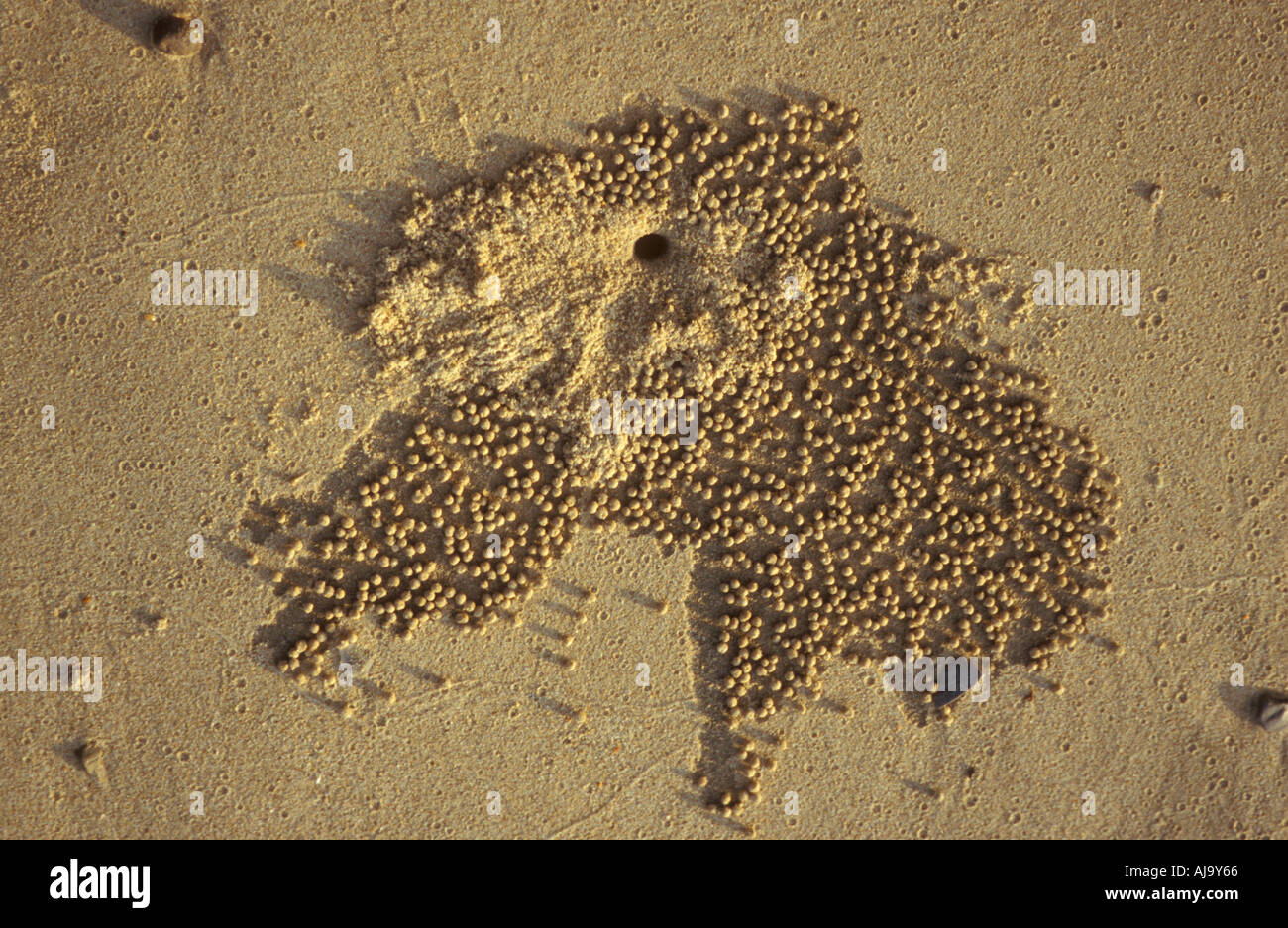 Sand worm sculpture on Damai Beach Sarawak Borneo MALAYSIA Stock Photo
