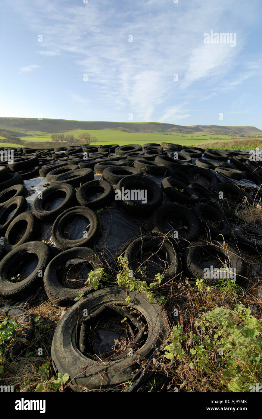 Berwick Silage Pit Old tyres holding down hay which has been left to dry Stock Photo