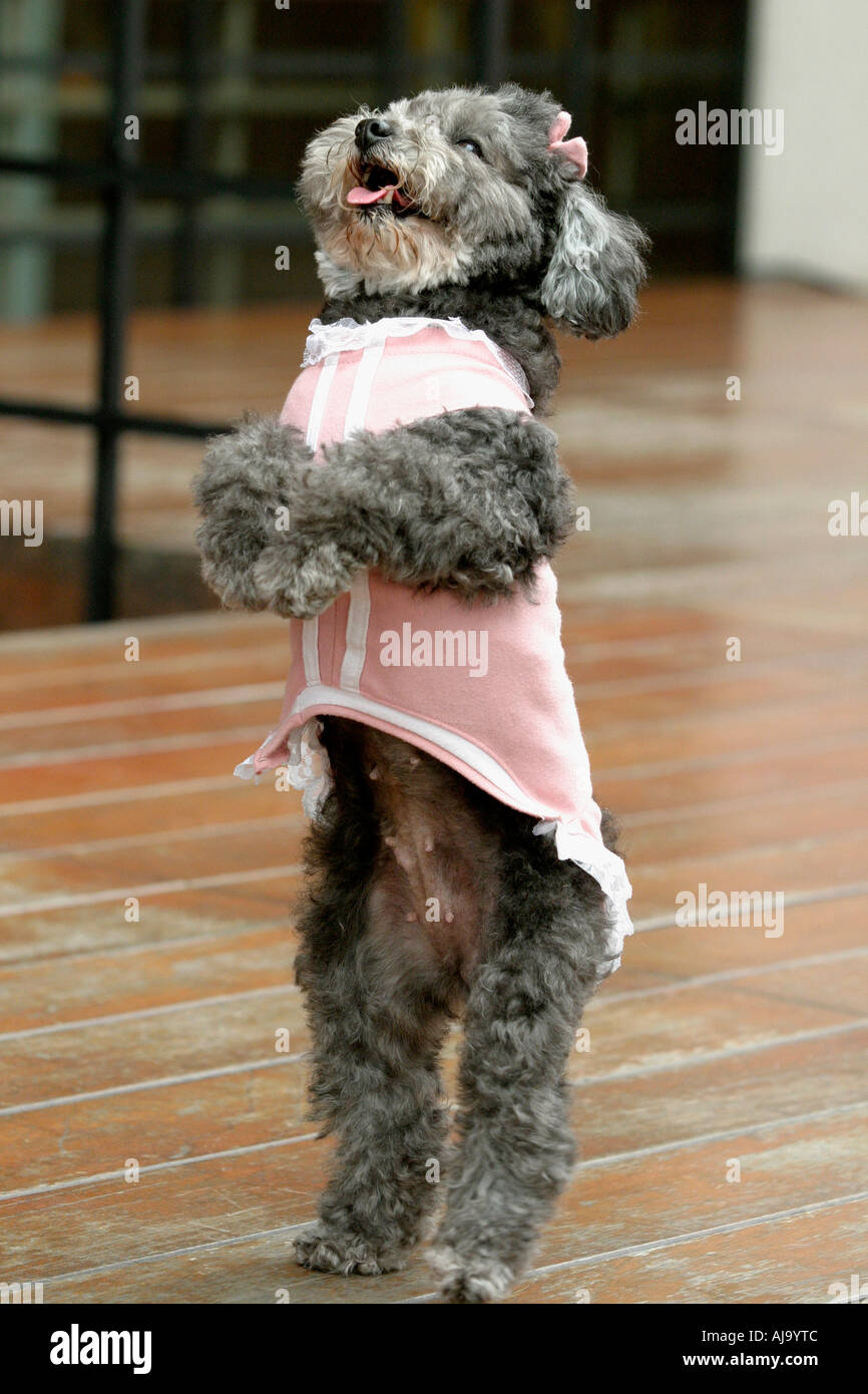 Dog on 2 legs hi res stock photography and images Alamy