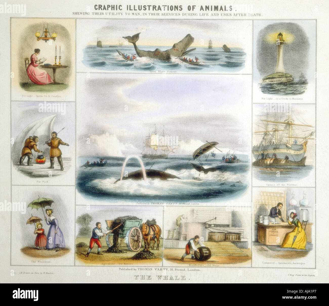 The Whale, c1850. Artist: Benjamin Waterhouse Hawkins Stock Photo