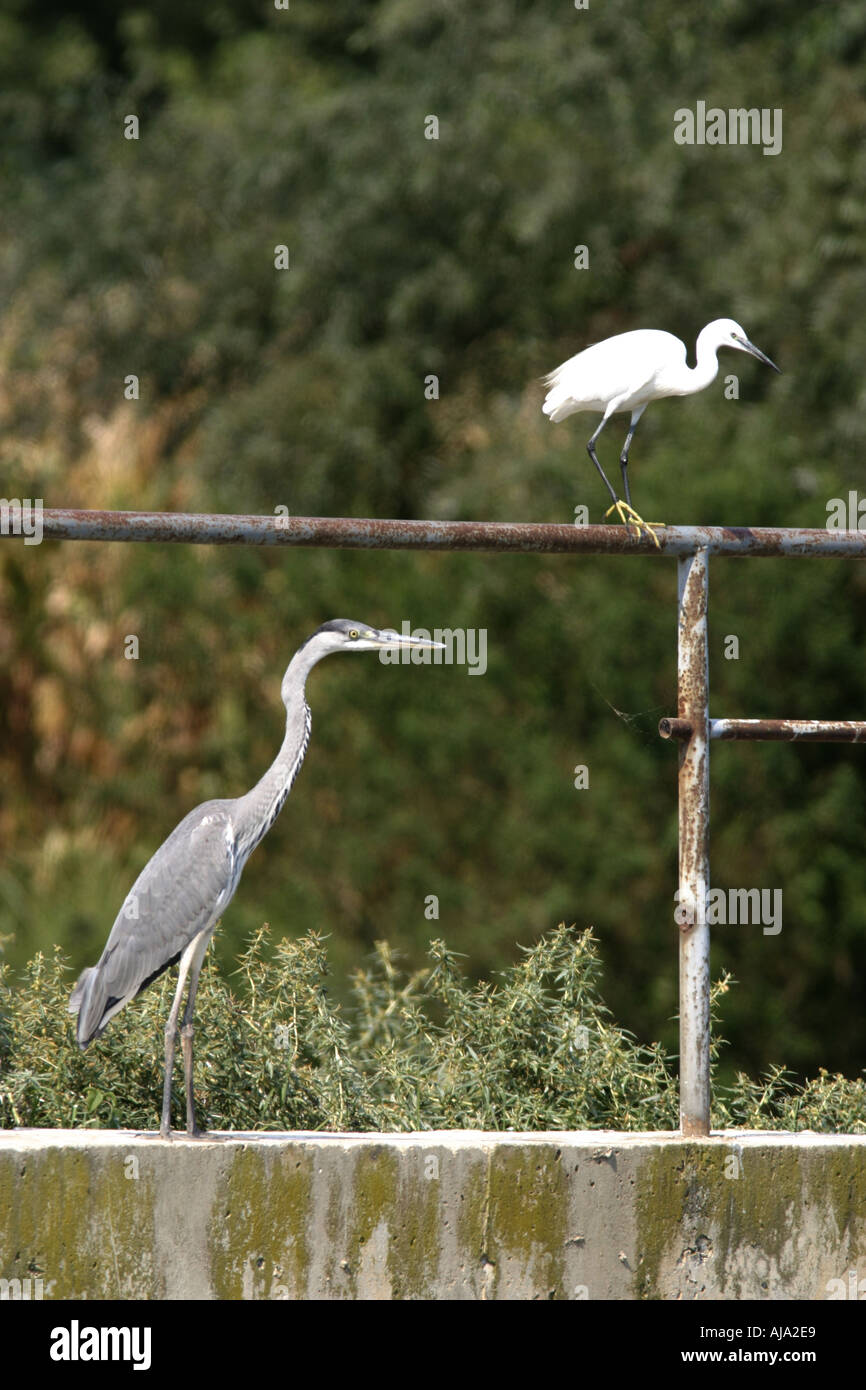 Great heron and little egret at water canal Lake Kerkini Greece Stock Photo