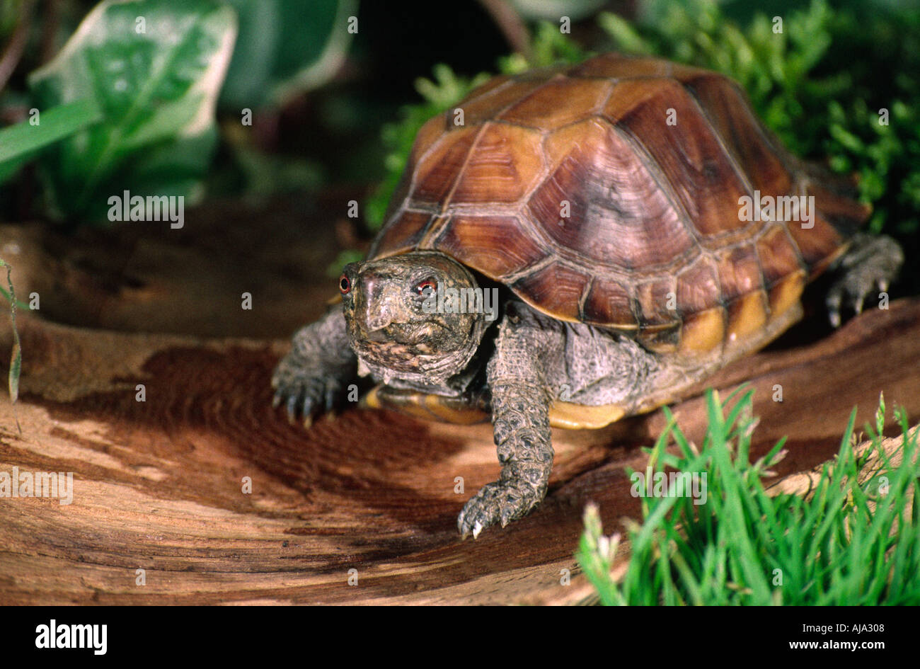 Asian Box Turtle Cyclemys Mouhotii Stock Photo