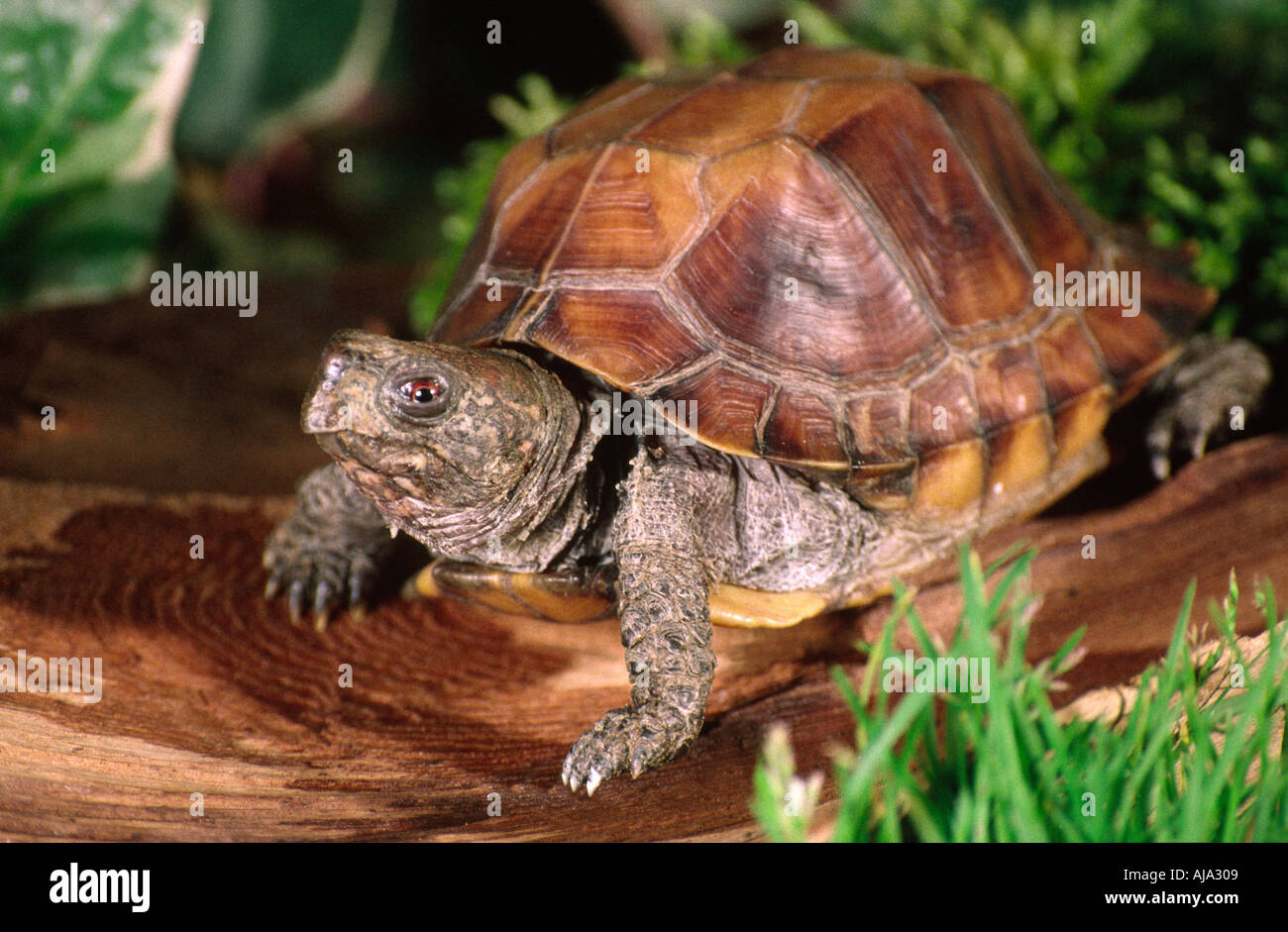 Asian Box Turtle, Cyclemys Mouhotii Stock Photo