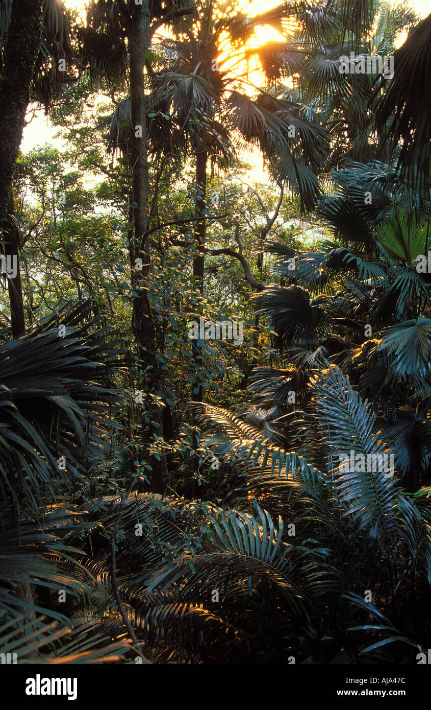 Tropical rain forest Khao Sok National Park Thailand Stock Photo