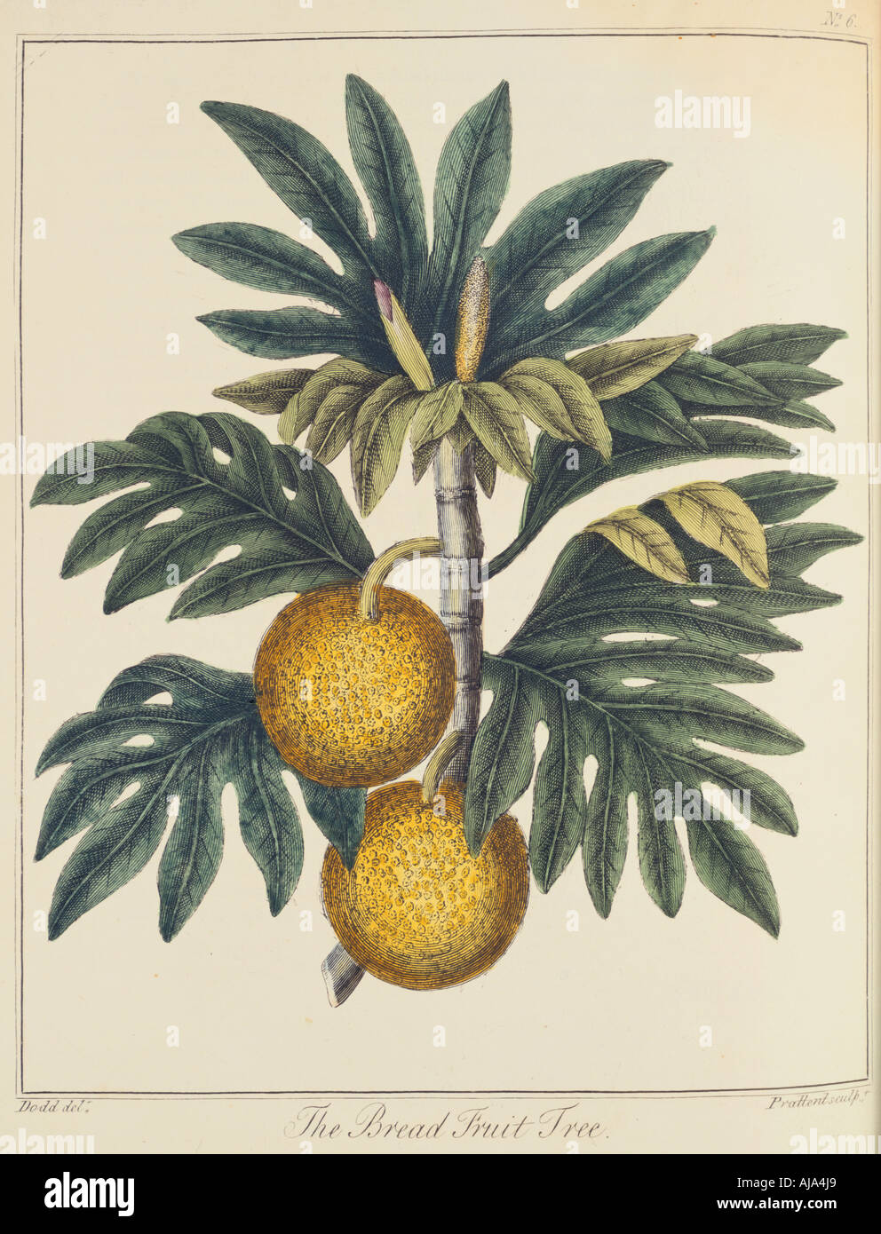 Breadfuit (Artocarpus incisus), c1798. Artist: Unknown Stock Photo